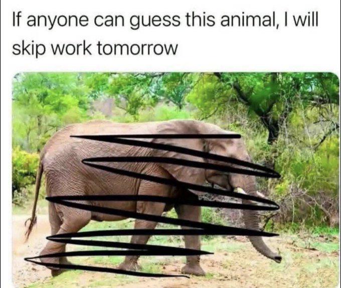 If anyone can guess this animal, I will skip work tomorrow