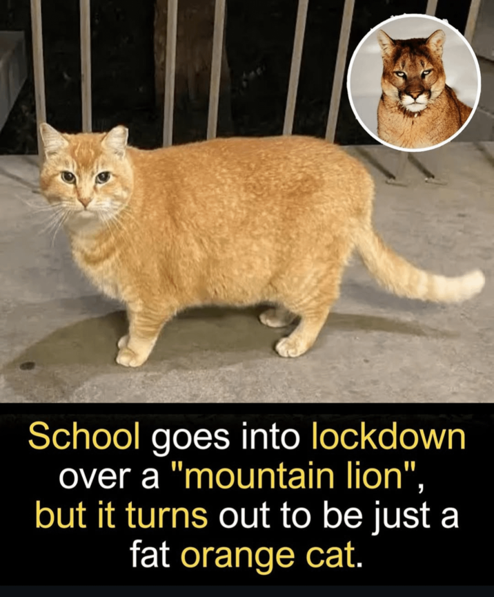 School goes into lockdown over a "mountain lion", but it turns out to be just a fat orange cat.