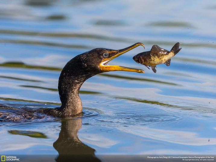 NATIONAL GEOGRAPHIC Photograph by Gary Zeng | 2017 National Geographic Nature Photographer of the Year Copyright Gary Zeng. All rights reserved.