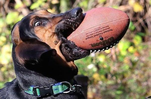 National Football League Americas Football Confere Nation
