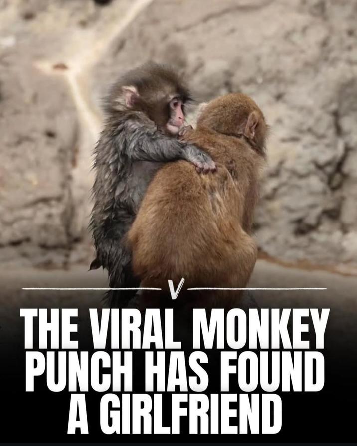 -V- THE VIRAL MONKEY PUNCH HAS FOUND A GIRLFRIEND