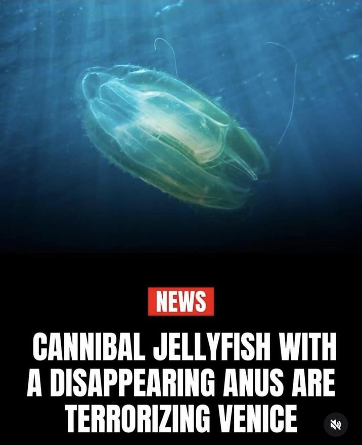 NEWS CANNIBAL JELLYFISH WITH A DISAPPEARING ANUS ARE TERRORIZING VENICE ♡