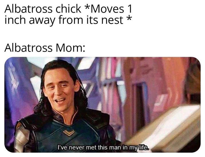 Albatross chick *Moves 1 inch away from its nest * Albatross Mom: I've never met this man in my life.