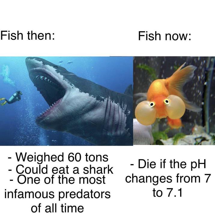 Fish then: Fish now: - Weighed 60 tons O Could eat a shark - One of the most - infamous predators of all time - Die if the pH changes from 7 to 7.1