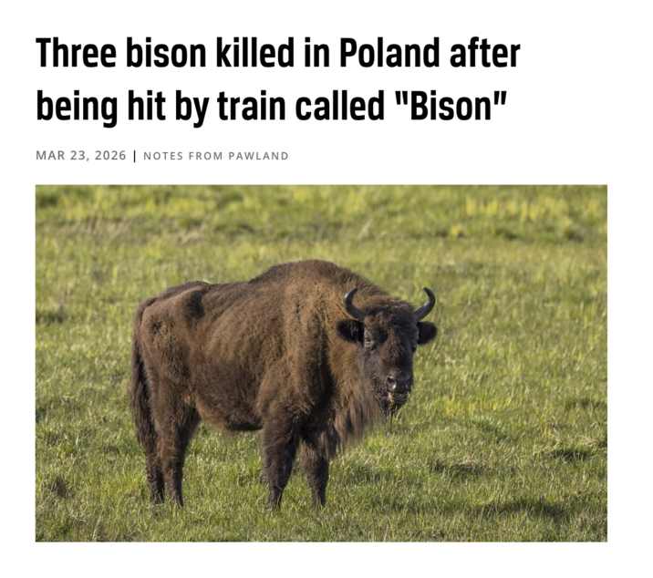 Three bison killed in Poland after being hit by train called "Bison" MAR 23, 2026 | NOTES FROM PAWLAND