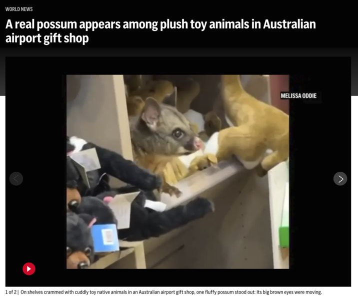 WORLD NEWS A real possum appears among plush toy animals in Australian airport gift shop MELISSA ODDIE 1 of 2 On shelves crammed with cuddly toy native animals in an Australian airport gift shop, one fluffy possum stood out: Its big brown eyes were moving.