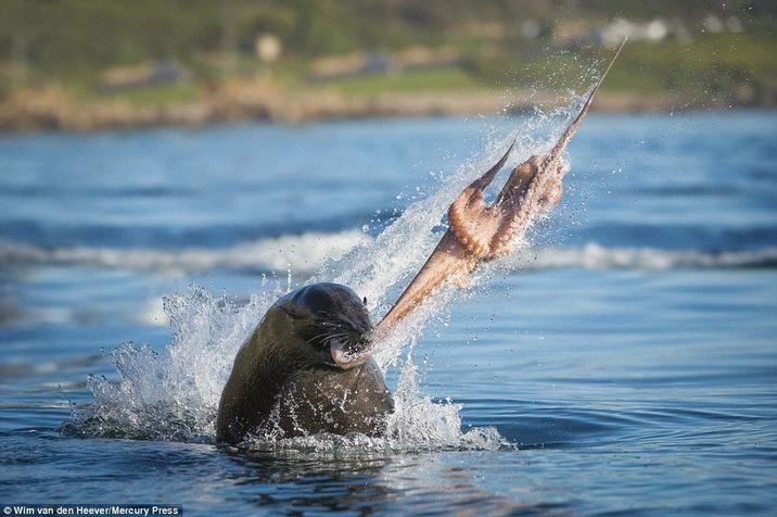 Wim van den Heever/Mercury Press