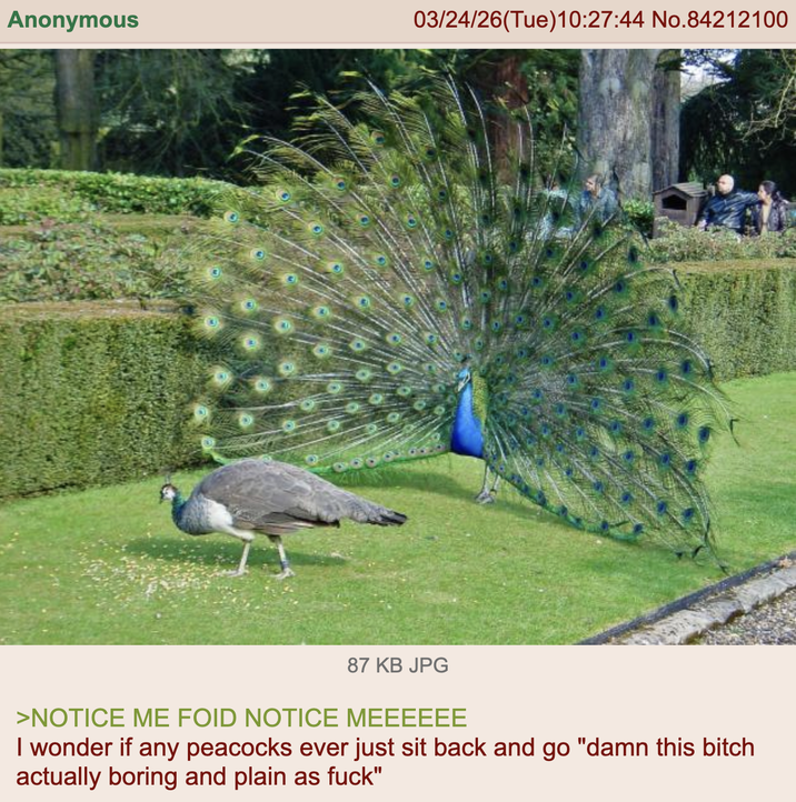 Anonymous 03/24/26(Tue)10:27:44 No.84212100 87 KB JPG >NOTICE ME FOID NOTICE MEEEEEE I wonder if any peacocks ever just sit back and go "damn this bitch actually boring and plain as f---"