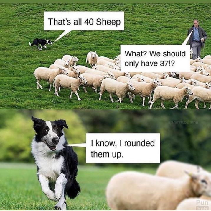 That's all 40 Sheep What? We should only have 37!? T PunHubOnline I know, I rounded them up. Pun hub