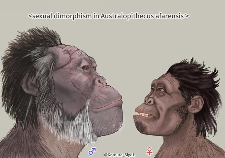 <sexual dimorphism in Australopithecus afarensis > ко @Kotouta_Sigel 우