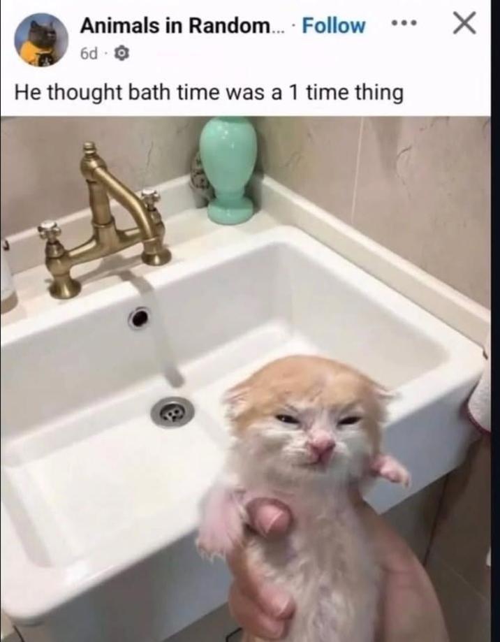 Animals in Random.... Follow 6d O He thought bath time was a 1 time thing