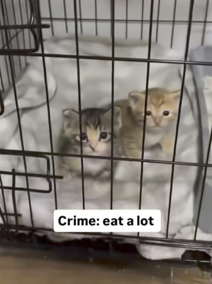 Crime: eat a lot