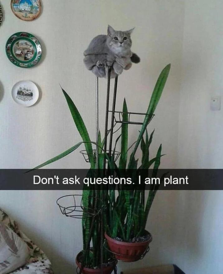 Don't ask questions. I am plant