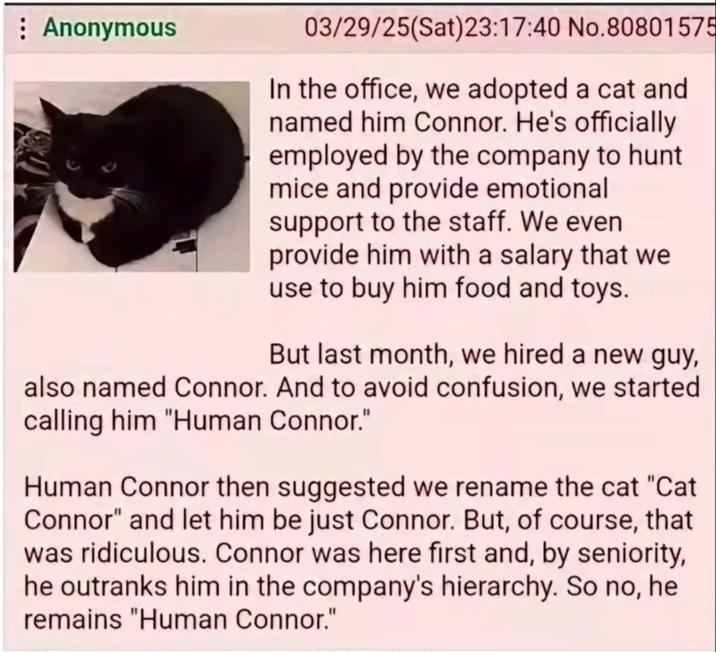 : Anonymous 03/29/25(Sat)23:17:40 No.80801575 In the office, we adopted a cat and named him Connor. He's officially employed by the company to hunt mice and provide emotional support to the staff. We even provide him with a salary that we use to buy him food and toys. But last month, we hired a new guy, also named Connor. And to avoid confusion, we started calling him "Human Connor." Human Connor then suggested we rename the cat "Cat Connor" and let him be just Connor. But, of course, that was ridiculous. Connor was here first and, by seniority, he outranks him in the company's hierarchy. So no, he remains "Human Connor."