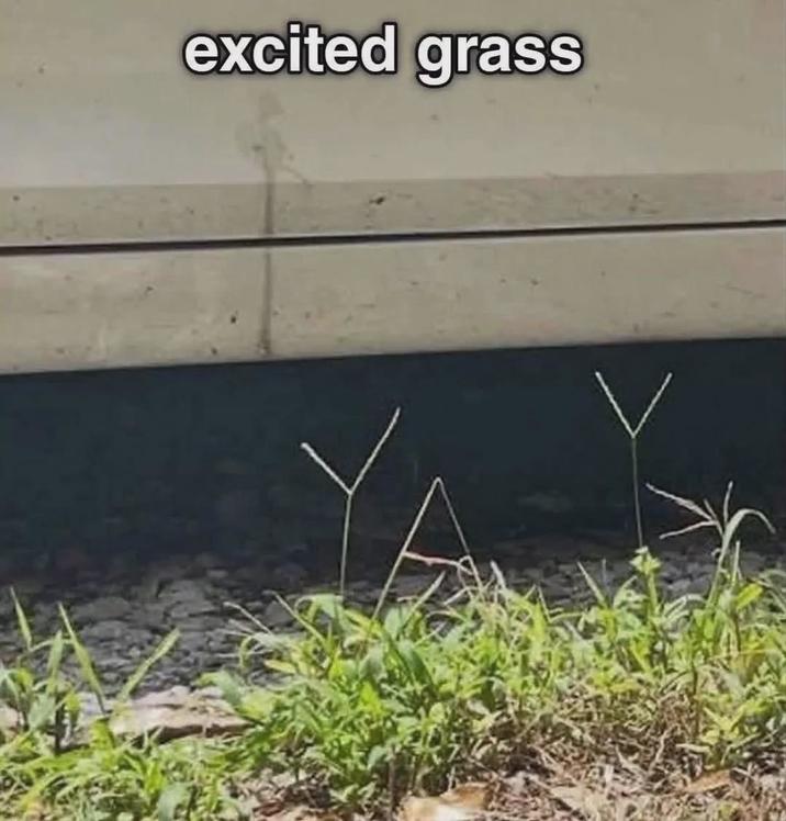 excited grass