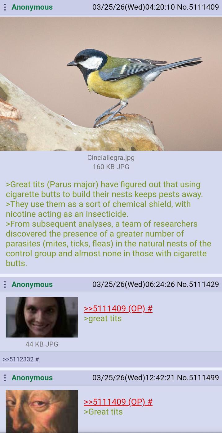 Anonymous 03/25/26(Wed) 04:20:10 No.5111409 Cinciallegra.jpg 160 KB JPG >Great t--- (Parus major) have figured out that using c-------- butts to build their nests keeps pests away. >They use them as a sort of chemical shield, with nicotine acting as an insecticide. >From subsequent analyses, a team of researchers discovered the presence of a greater number of parasites (mites, ticks, fleas) in the natural nests of the control group and almost none in those with c-------- butts. Anonymous 44 KB JPG >>5112332 # : Anonymous 03/25/26(Wed) 06:24:26 No.5111429 >>5111409 (OP) # >great t--- 03/25/26(Wed)12:42:21 No.5111499 >>5111409 (OP) # >Great t---