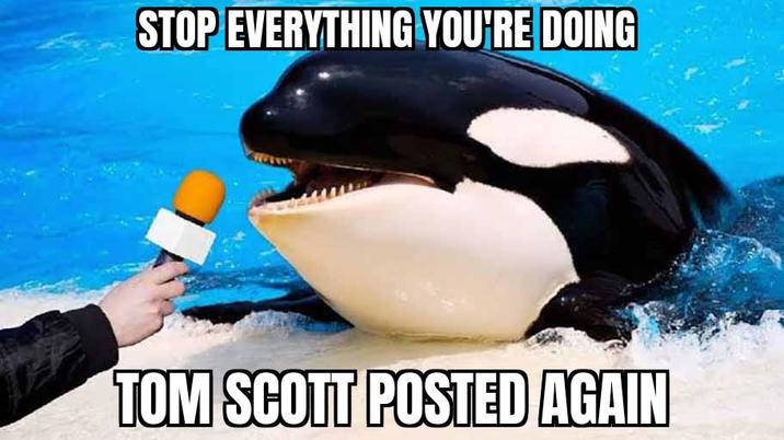 STOP EVERYTHING YOU'RE DOING TOM SCOTT POSTED AGAIN