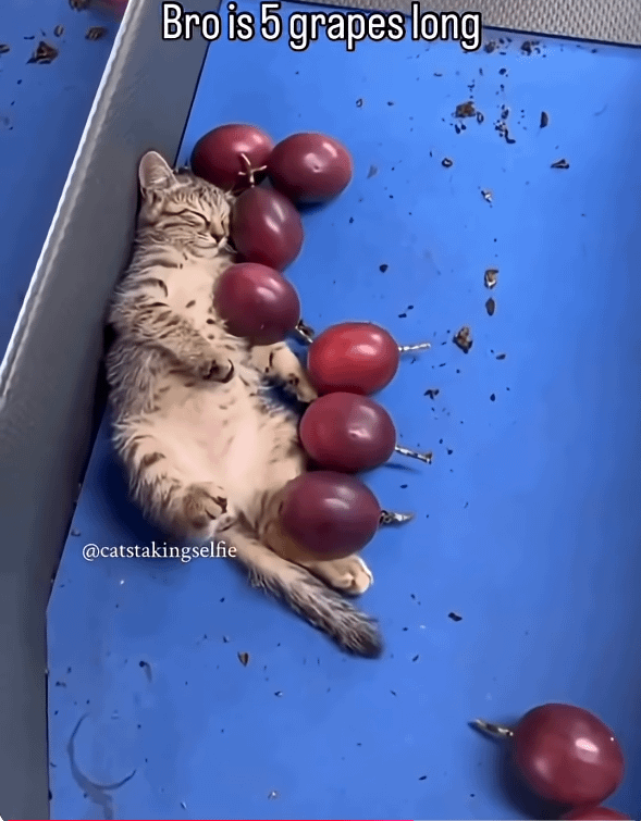 Bro is 5 grapes long @catstakingselfie