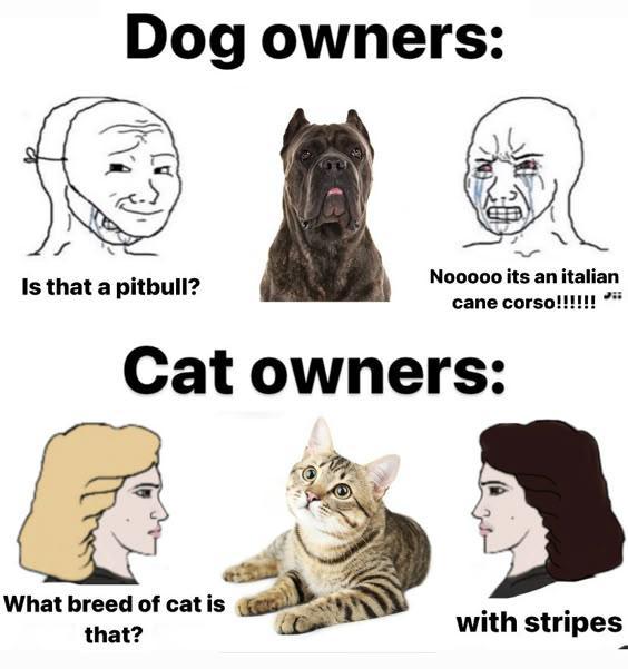 Dog owners: 30 Is that a pitbull? Nooooo its an italian cane corso!!!!!! Cat owners: What breed of cat is that? with stripes
