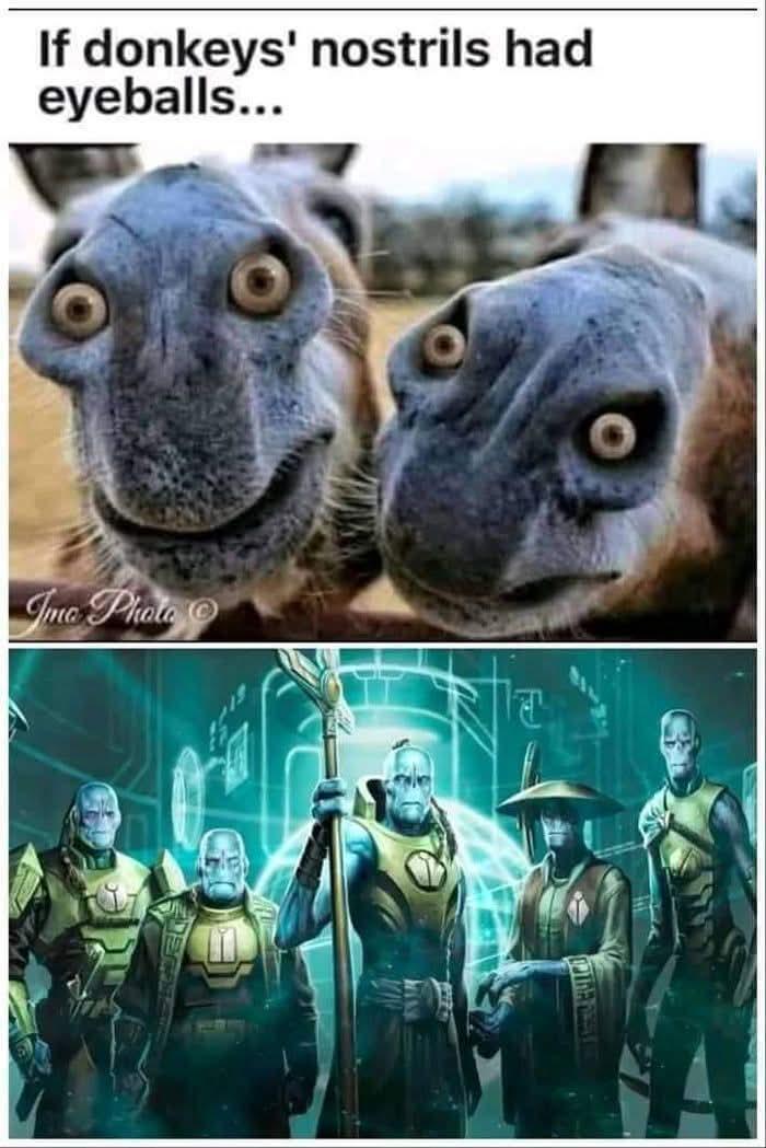 If donkeys' nostrils had eyeballs... Ime Photo