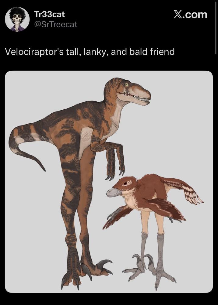 Tr33cat @SrTreecat Velociraptor's tall, lanky, and bald friend X.com