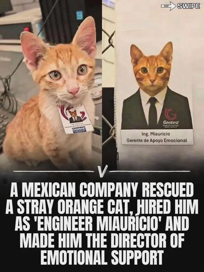 Geotest SWIPE G Geotest Ing. Miauricio Gerente de Apoyo Emocional V A MEXICAN COMPANY RESCUED A STRAY ORANGE CAT, HIRED HIM AS 'ENGINEER MIAURÍCIO' AND MADE HIM THE DIRECTOR OF EMOTIONAL SUPPORT