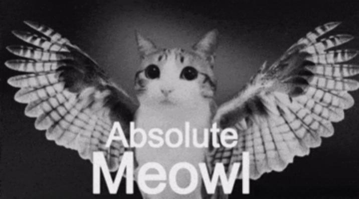 Absolute Meowl