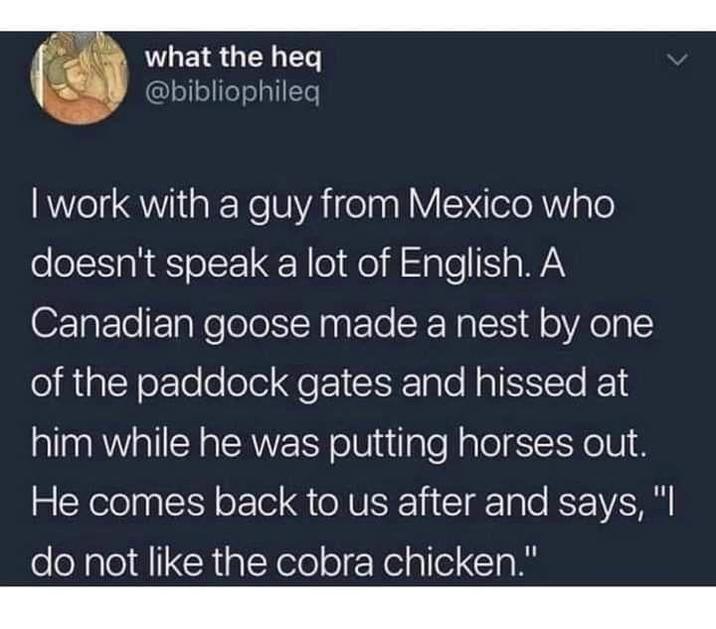 what the heq @bibliophileq I work with a guy from Mexico who doesn't speak a lot of English. A Canadian goose made a nest by one of the paddock gates and hissed at him while he was putting horses out. He comes back to us after and says, "I do not like the cobra chicken."