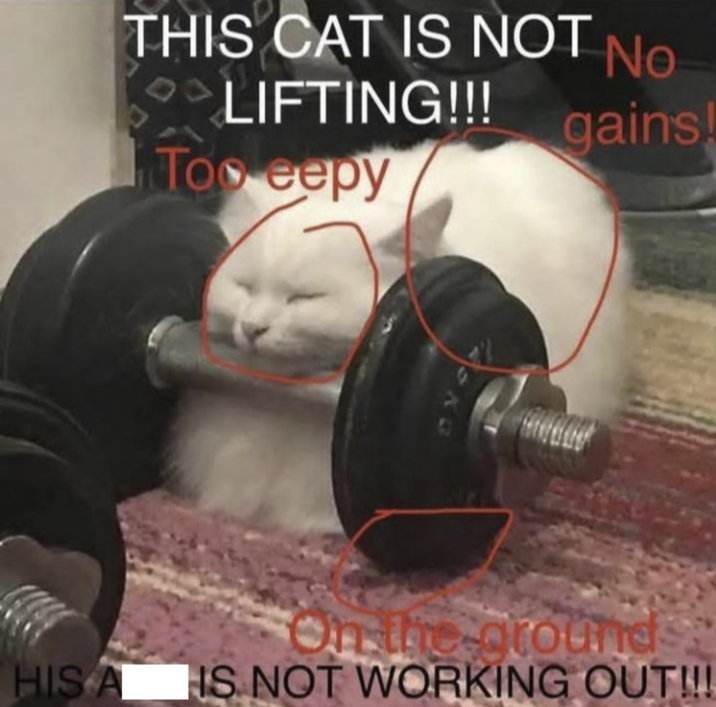 THIS CAT IS NOT No LIFTING!!! Too eepy gains K On the grounds HIS A IS NOT WORKING OUT!!!