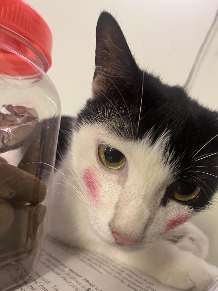 assessmen wwws of the Mem und will be given a B wer Sheet w blank sheet you You wish You and Ansy ASHDOW and