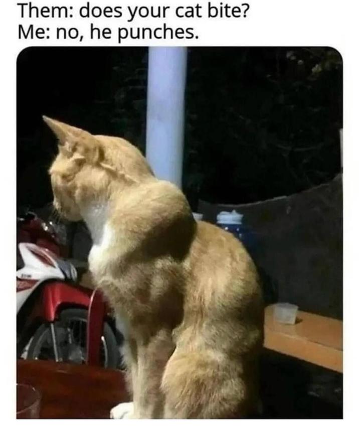 Them: does your cat bite? Me: no, he punches.
