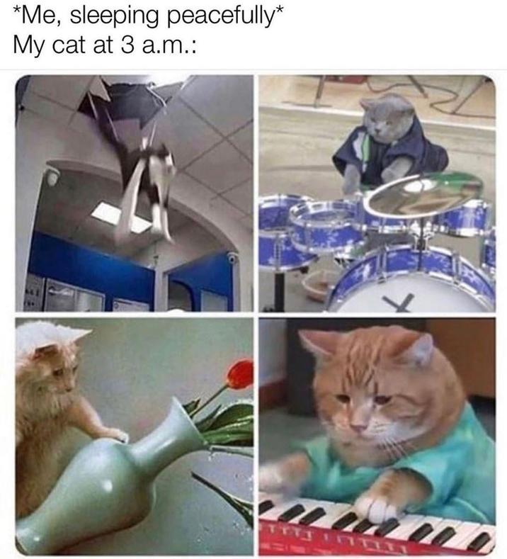 *Me, sleeping peacefully* My cat at 3 a.m.: