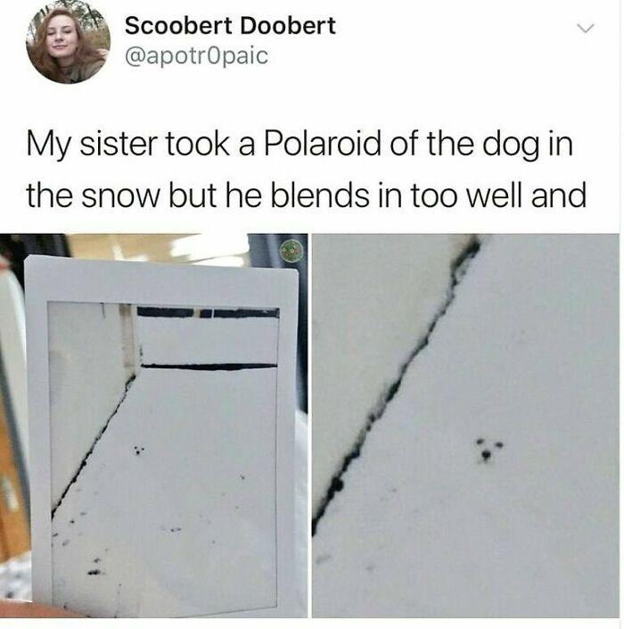 Scoobert Doobert @apotropaic My sister took a Polaroid of the dog in the snow but he blends in too well and