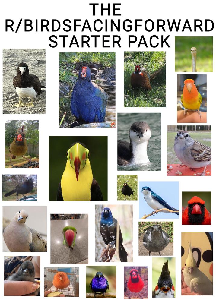 THE R/BIRDSFACINGFORWARD STARTER PACK 3.