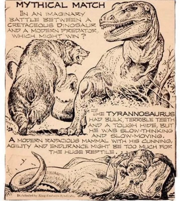 MYTHICAL MATCH IN AN IMAGINARY BATTLE BETWEEN A CRETACEOUS DINOSAUR AND A MODERN PREDATOR, WHICH MIGHT WIN? THE TYRANNOSAURUS HAD BULK, TERRIBLE TEETH AND A TOUGH HIDE, BUT HE WAS SLOW-THINKING AND SLOW-MOVING. A MODERN RAPACIOUS MAMMAL WITH HIS CUNNING, AGILITY AND ENDURANCE MIGHT BE TOO MUCH FOR THE HUGE REPTILE. Distriboited by King Features Splicate.