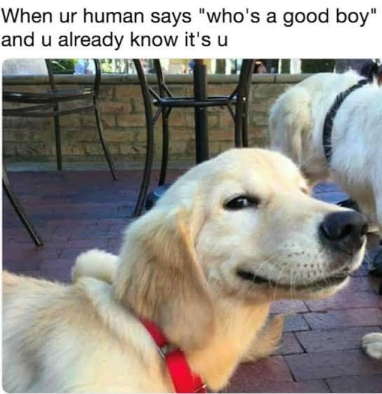 When ur human says "who's a good boy" and u already know it's u