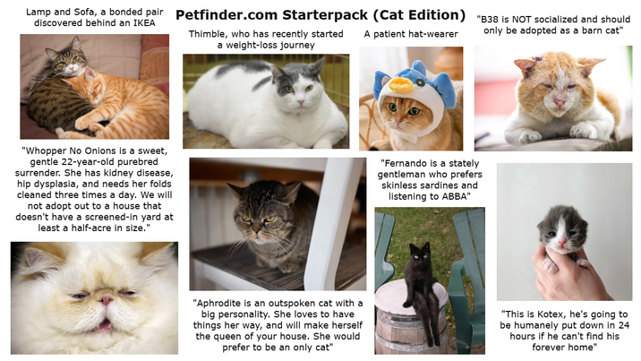 Lamp and Sofa, a bonded pair Petfinder.com Starterpack (Cat Edition) "B38 is NOT socialized and should discovered behind an IKEA Thimble, who has recently started A patient hat-wearer a weight-loss journey only be adopted as a barn cat" "Whopper No Onions is a sweet, gentle 22-year-old purebred surrender. She has kidney disease, hip dysplasia, and needs her folds cleaned three times a day. We will not adopt out to a house that doesn't have a screened-in yard at least a half-acre in size." "Fernando is a stately gentleman who prefers skinless sardines and listening to ABBA" "Aphrodite is an outspoken cat with a big personality. She loves to have things her way, and will make herself the queen of your house. She would prefer to be an only cat" "This is Kotex, he's going to be humanely put down in 24 hours if he can't find his forever home"