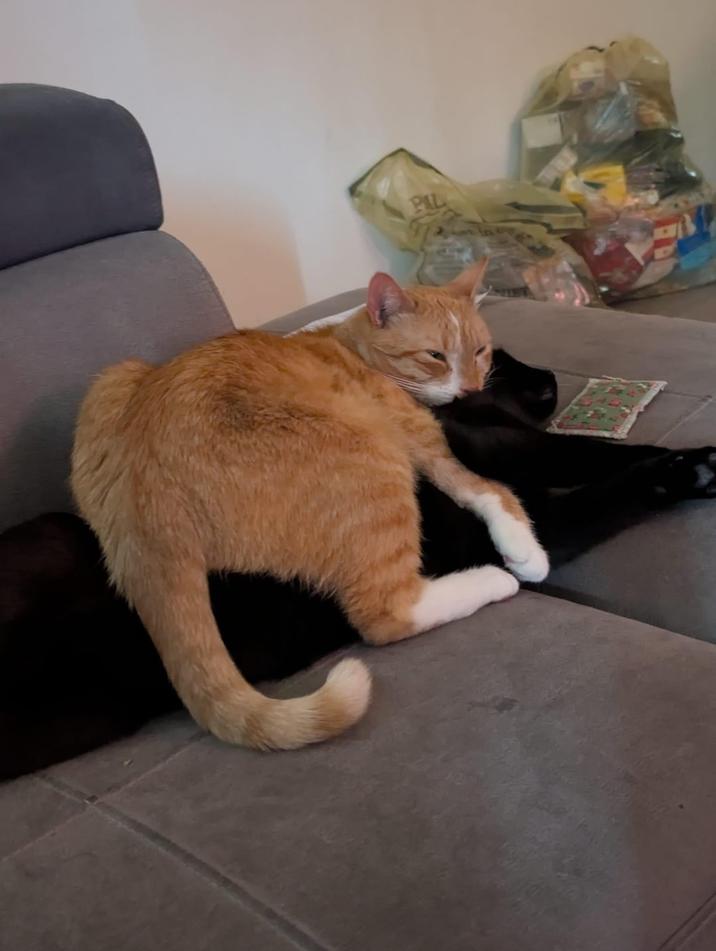 PAL