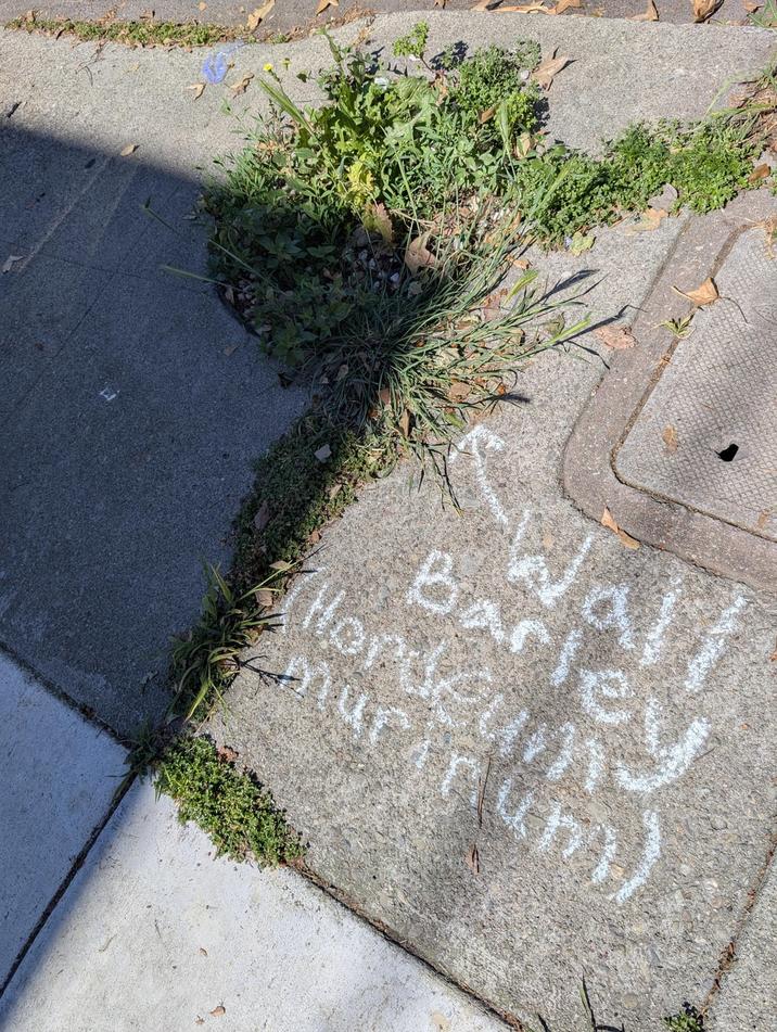 Hordeum Barley Wall murin khi