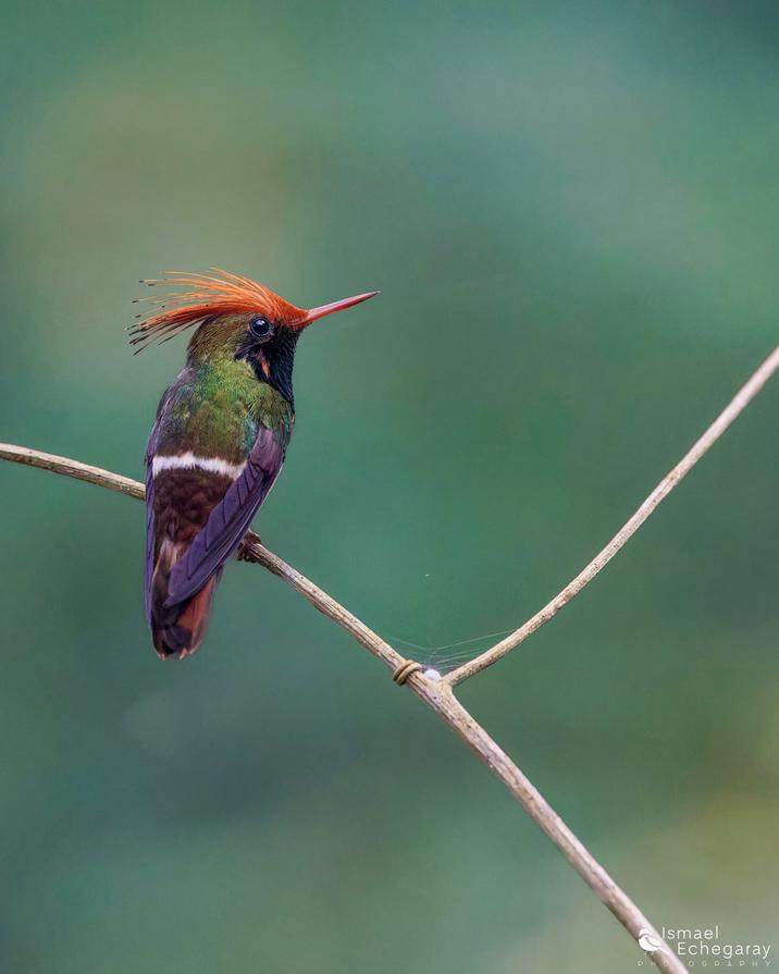 PH Ismael Echegaray OGRAPHY