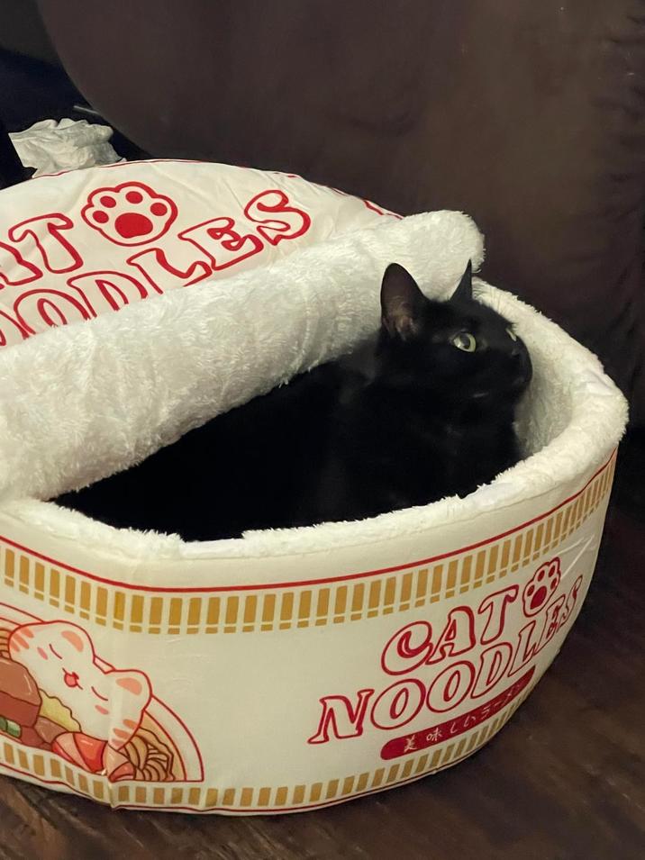 TO ODLES CAT NOODLEY 美味しいラー