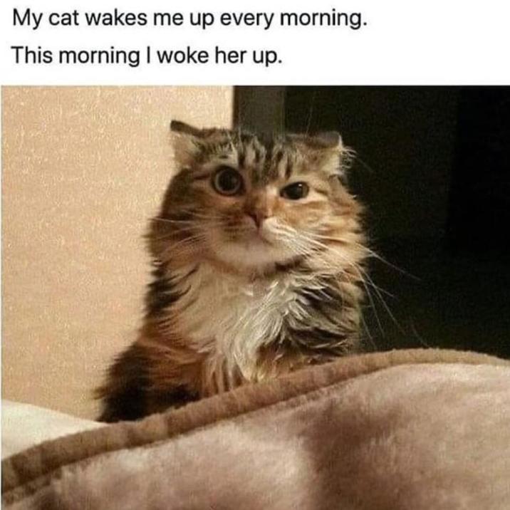 My cat wakes me up every morning. This morning I woke her up.