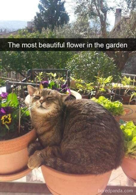 The most beautiful flower in the garden boredpanda.com