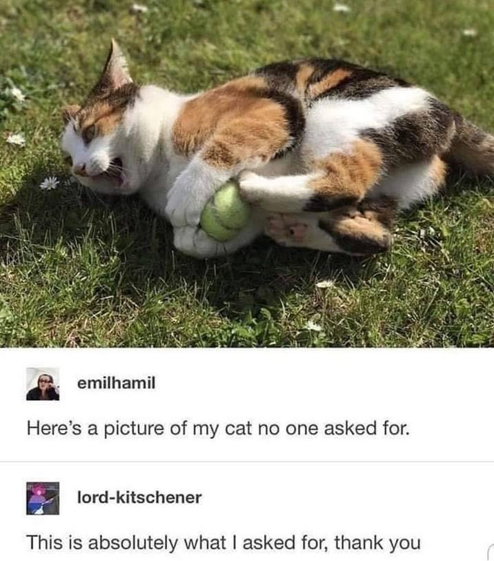 emilhamil Here's a picture of my cat no one asked for. lord-kitschener This is absolutely what I asked for, thank you