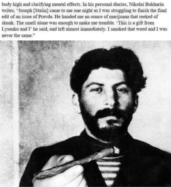 body high and clarifying mental effects. In his personal diaries, Nikolai Bukharin writes, "Joseph [Stalin] came to me one night as I was struggling to finish the final edit of an issue of Pravda. He handed me an ounce of marijuana that reeked of skunk. The smell alone was enough to make me tremble. 'This is a gift from Lysenko and I' he said, and left almost immediately. I smoked that weed and I was never the same."