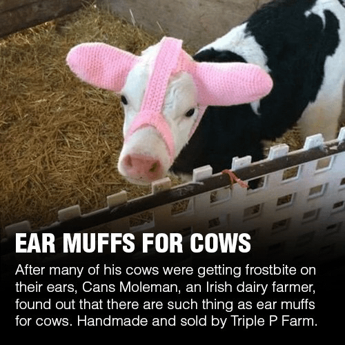 EAR MUFFS FOR COWS After many of his cows were getting frostbite on their ears, Cans Moleman, an Irish dairy farmer, found out that there are such thing as ear muffs for cows. Handmade and sold by Triple P Farm.