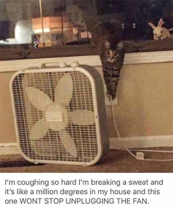 I'm coughing so hard I'm breaking a sweat and it's like a million degrees in my house and this one WONT STOP UNPLUGGING THE FAN.