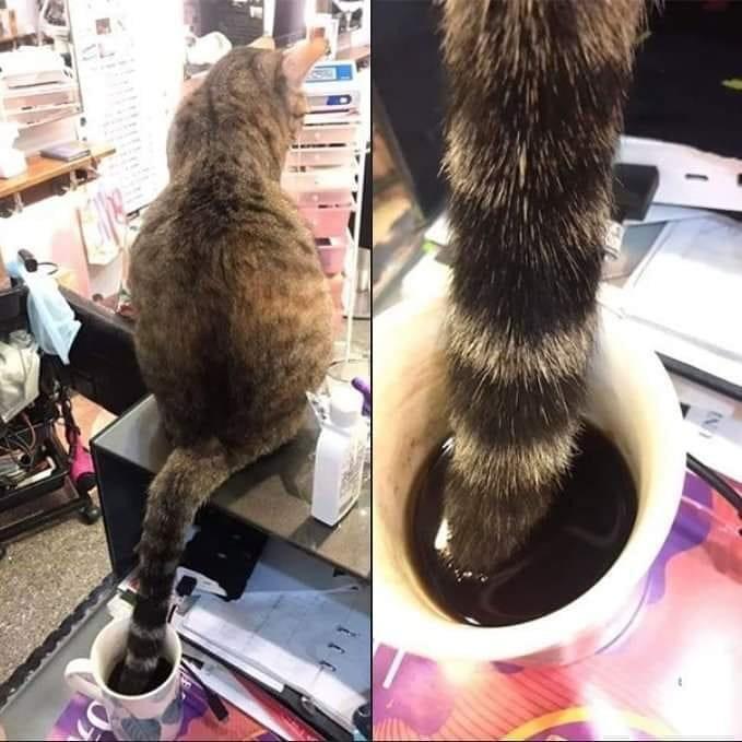 IN