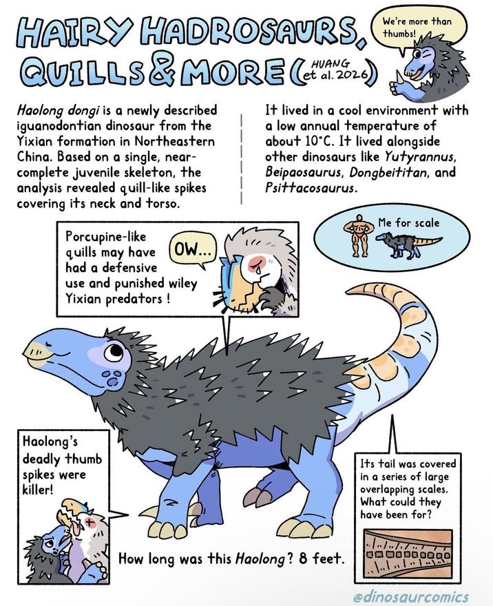 HAIRY HADROSAURS, QUILLS & MORE (2) Haolong dongi is a newly described iguanodontian dinosaur from the Yixian formation in Northeastern China. Based on a single, near- complete juvenile skeleton, the analysis revealed quill-like spikes covering its neck and torso." HUANG et al. 2026 We're more than thumbs! It lived in a cool environment with a low annual temperature of about 10°C. It lived alongside other dinosaurs like Yutyrannus, Beipaosaurus, Dongbeititan, and Psittacosaurus. Porcupine-like quills may have Ow... had a defensive use and punished wiley Yixian predators! Haolong's deadly thumb spikes were killer! Me for scale نازه Its tail was covered in a series of large overlapping scales. What could they I have been for? How long was this Haolong? 8 feet. @dinosaurcomics