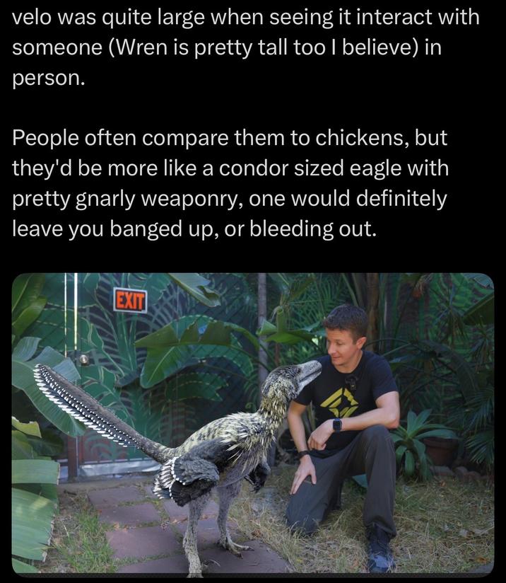 velo was quite large when seeing it interact with someone (Wren is pretty tall too I believe) in person. People often compare them to chickens, but they'd be more like a condor sized eagle with pretty gnarly weaponry, one would definitely leave you banged up, or bleeding out. EXIT
